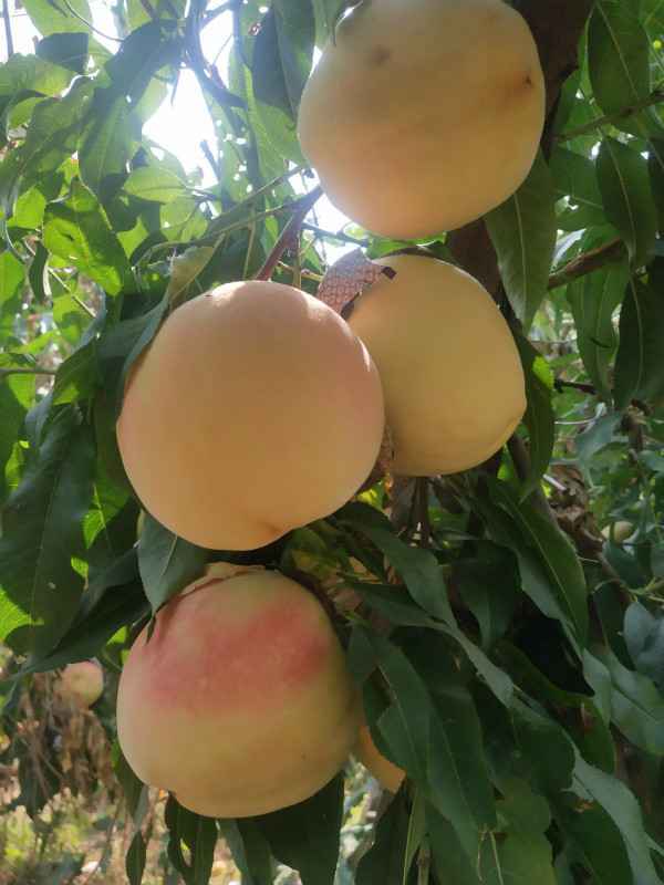 赞皇莲华农庄:现代农区变景区 老百姓吃上旅游饭