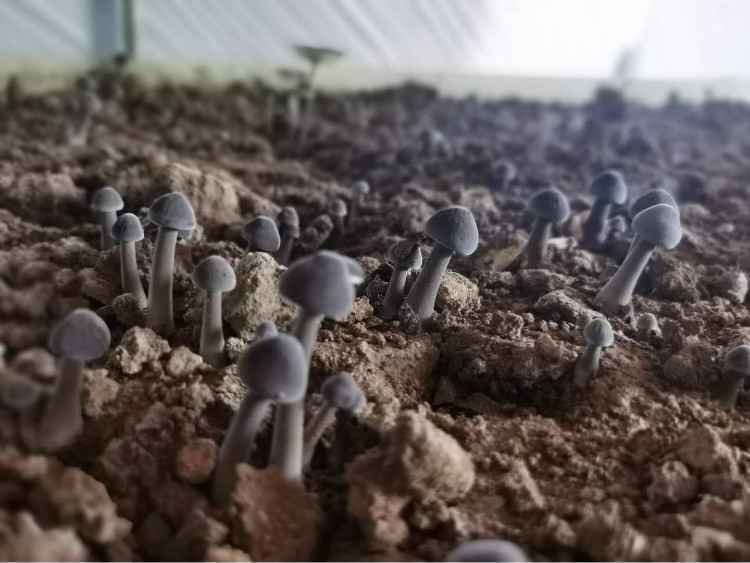 赞皇莲华农庄:现代农区变景区 老百姓吃上旅游饭