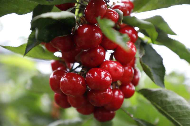 探访赞皇旅发“一核、两区、百点”之花果山农业科技示范园区