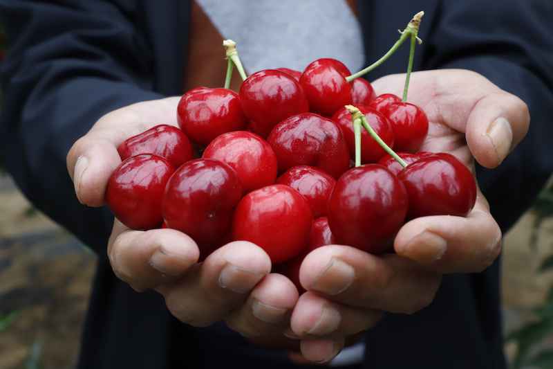 探访赞皇旅发“一核、两区、百点”之花果山农业科技示范园区