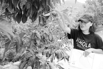 河北秦皇岛：乡村采摘节等你来