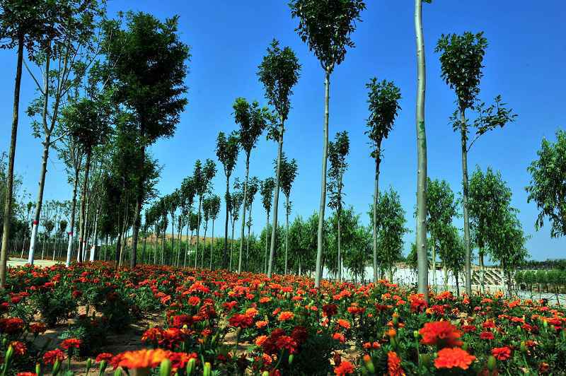 名牌导游带您游河北│美景与健康相伴,快来这里解锁农业生态新体验!