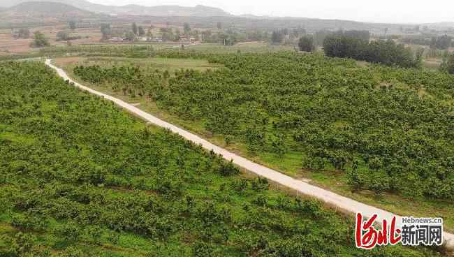 旅发时间｜河北赞皇龙栖湾生态园：绿野碧水果香浓 伴您采摘好心情