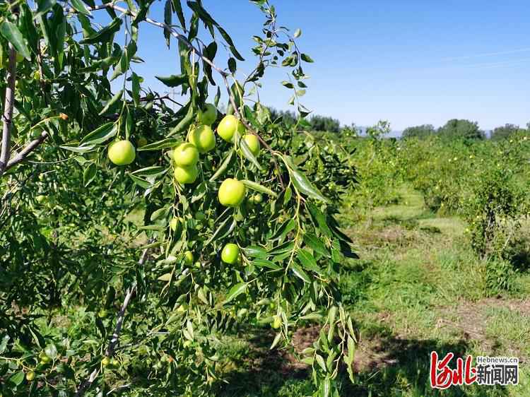 旅发时间｜河北赞皇龙栖湾生态园：绿野碧水果香浓 伴您采摘好心情