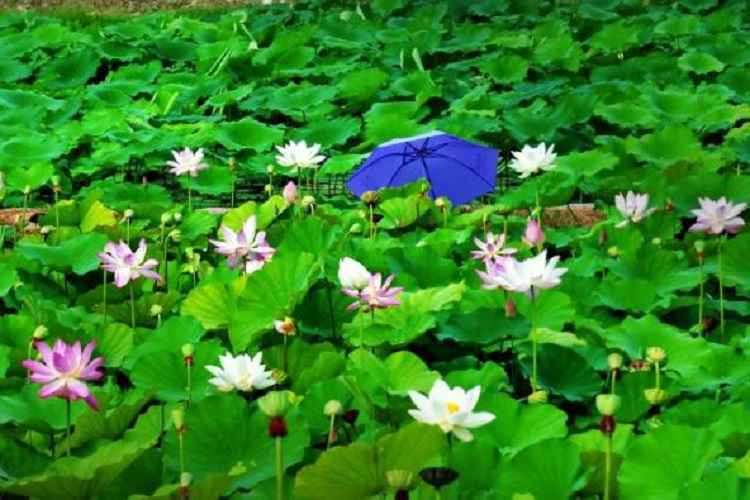 旅发时间 | 河北赞皇千根“十里荷塘” 被青山围绕的一抹荷红