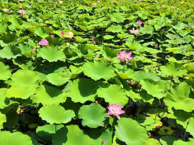 旅发时间 | 河北赞皇千根“十里荷塘” 被青山围绕的一抹荷红