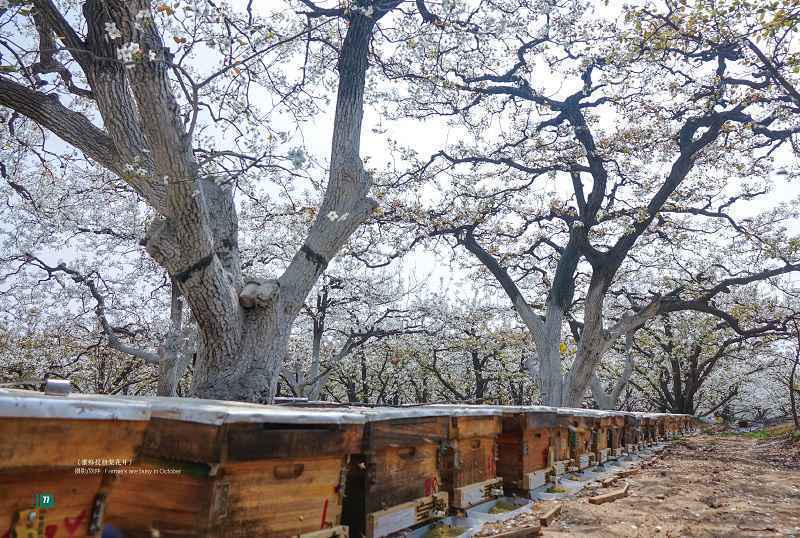 旅发时间|来自太行深山的“甜蜜”事业