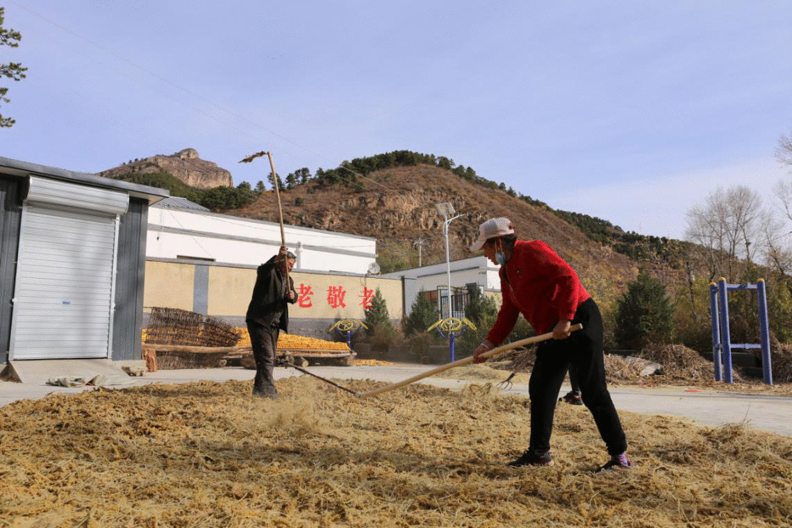 河北保定：清风沟黄金谷小米丰收啦