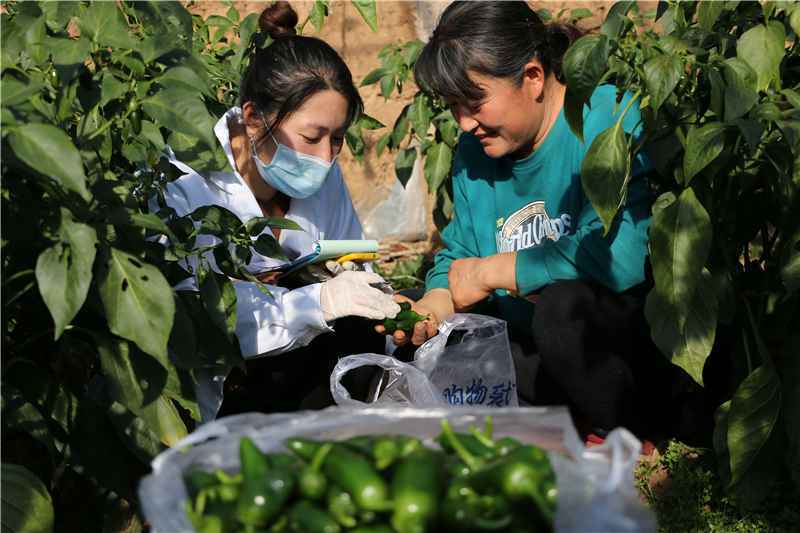 河北承德：强化蔬菜抽检 守护“舌尖上的安全”