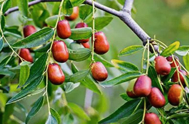 公益广告助力省会经济发展｜石家庄北边有个千年古县，被评为“国家红枣公园”，还有万亩药田