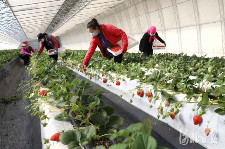 【京津冀协同发展七年回眸】京津2356个帮扶项目助力河北战贫