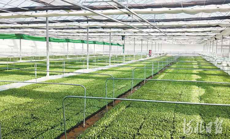 【京津冀协同发展七年回眸】京津2356个帮扶项目助力河北战贫