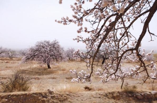 春日赏花好时节 | 杏花山上，春风十里，快来这儿邂逅河北的春天……