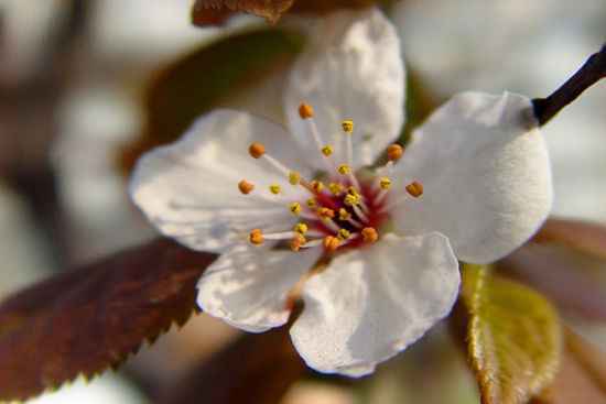 春日赏花好时节 | 一簇开无主，可爱深红映浅红