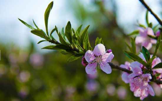 春日赏花好时节 | 一簇开无主，可爱深红映浅红