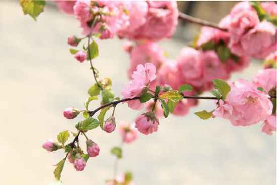 春日赏花好时节 | 一簇开无主，可爱深红映浅红