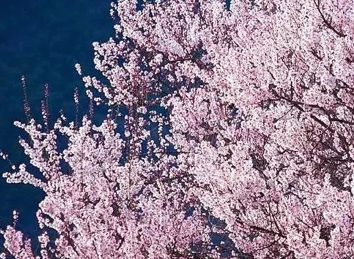 春日赏花好时节 | 一簇开无主，可爱深红映浅红