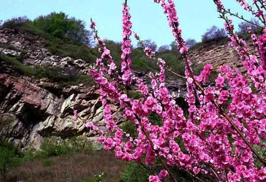 春日赏花好时节 | 一簇开无主，可爱深红映浅红