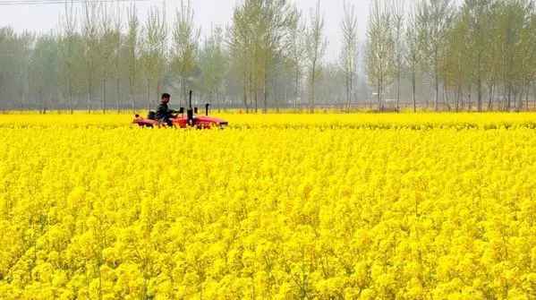 春日赏花好时节 | 芳香袭人，油菜花是春日限定的美好