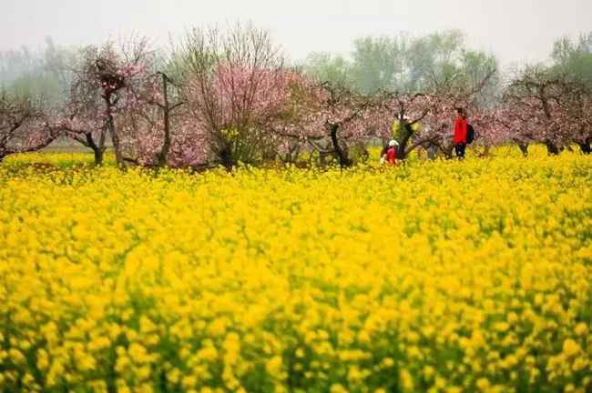 春日赏花好时节 | 芳香袭人，油菜花是春日限定的美好