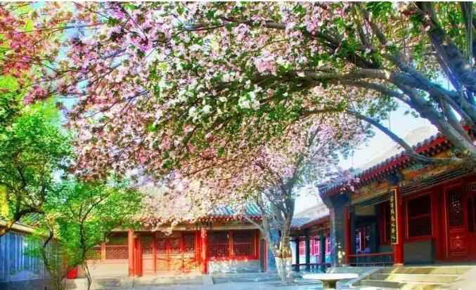 春日赏花好时节 | 海棠初绽 春深如海