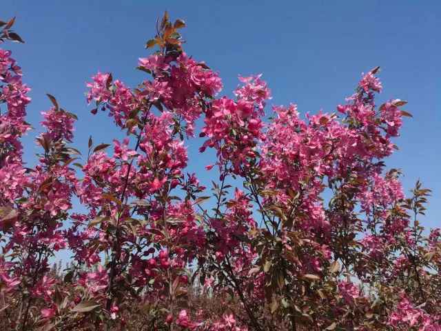 春日赏花好时节 | 海棠初绽 春深如海