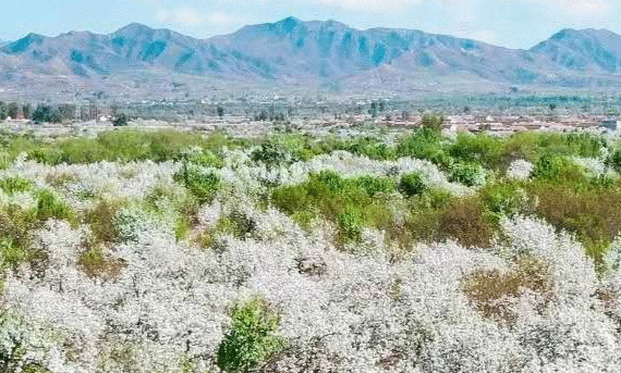 春日赏花好时节 | 海棠初绽 春深如海