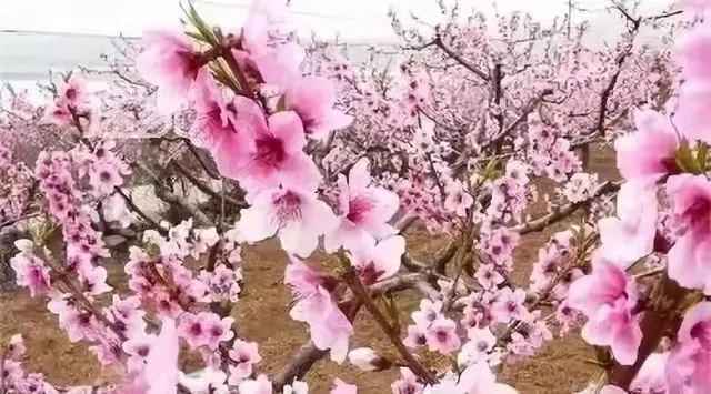 迁安“醉美水城·踏青赏花季”系列活动来啦！