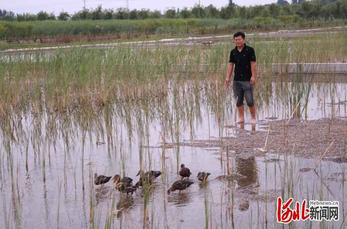 河北故事|护鸟志愿者韩战桥和8只斑嘴鸭的故事