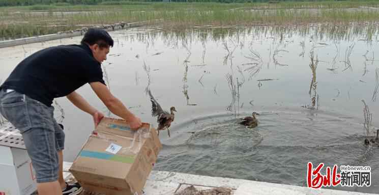 河北故事|护鸟志愿者韩战桥和8只斑嘴鸭的故事